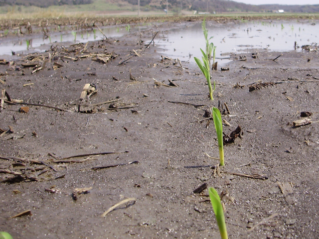 Germinating seeds and young corn seedlings won&#039;t survive more than two or three days underwater. Emerged young plants can withstand four or five days underwater if air temperatures remain below 70 degrees. But if air temperature is warm, survival goes down drastically. (DTN file photo by Richard Oswald)